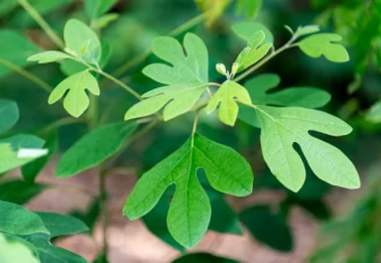 Sassafras — historic Southern plant often connected to traditional foodways and home remedy knowledge