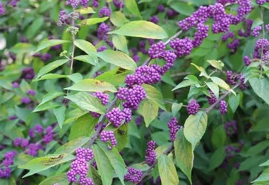 American beautyberry — native shrub recognized for its berries and traditional uses in community plant knowledge.