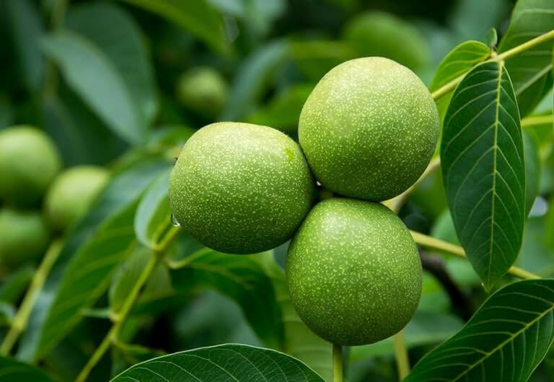 Black walnuts — traditional harvest used in foodways, home remedies, and preservation education connected to land traditions.