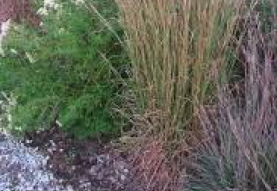 Broomsedge bluestem — native grass common in transitional landscapes and historic prairie ecosystems.