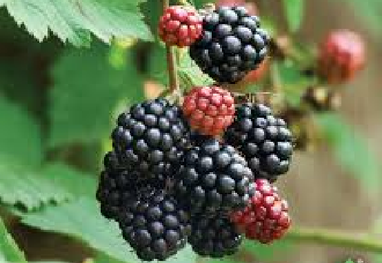 Dewberry vine — native berry plant associated with seasonal gathering and Southern food traditions.