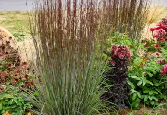 Little bluestem — native prairie grass that supports soil stability and reflects the region’s historic savannah ecosystem.