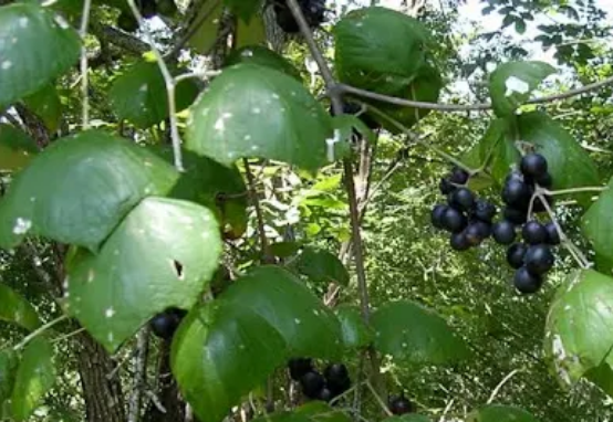 Mustang grape vine — native grape associated with seasonal harvesting and Southern land-based food traditions.
