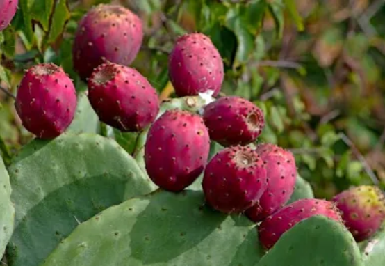 Prickly pear cactus — culturally significant Texas plant connected to land use, food traditions, and resilience.
