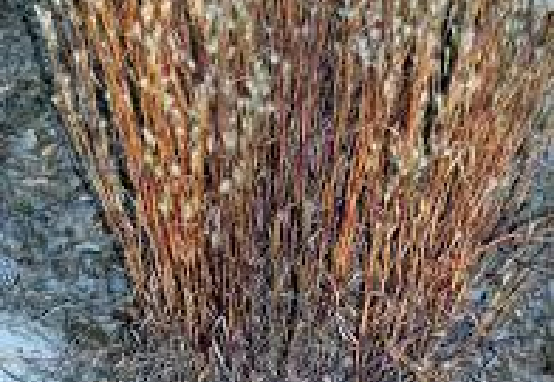 Splitbeard bluestem — native grass supporting rangeland structure and habitat in regional landscapes.