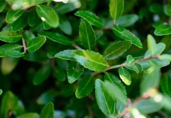 Yaupon — resilient native shrub historically used for tea and wellness traditions in the South.